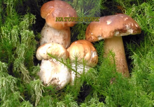 Raro wild boletus edulis - wild,