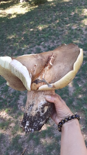 Premium boletus edulis - premium, porcini