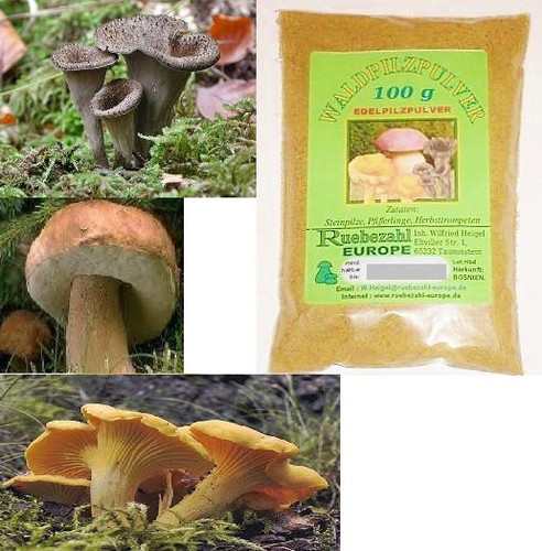 Funghi porcini - funghi,