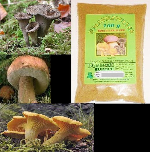 Fungo della foresta - ,