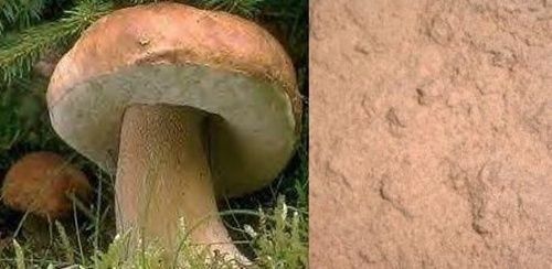 500g funghi porcini polvere - in,